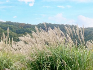 Shizuku Tsukinoの写メ日記｜エレガント 川崎高級店ソープ