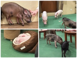 Himeの写メ日記｜ラグジュアリー 川崎高級店ソープ