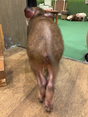 Himeの写メ日記｜ラグジュアリー 川崎高級店ソープ