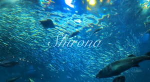 Shironaの写メ日記｜プレミアム 川崎高級店ソープ