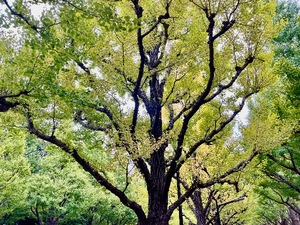 Sararaの写メ日記｜プレミアム 川崎高級店ソープ