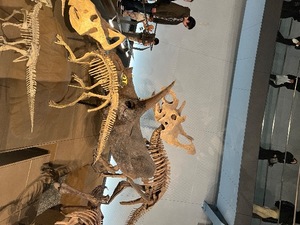 Suzuの写メ日記｜プロポーション 川崎堀之内高級店ソープ